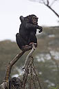 Chimp Kenya